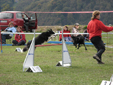 Agility Slovenija, Breda Kralj, avtorica, Dr�avno prvenstvo, masa�a psov, knjiga, priro�nik, predstavitev knjige, psi, mojpes, KD Trbovlje